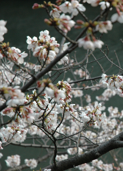 ババグーリの桜